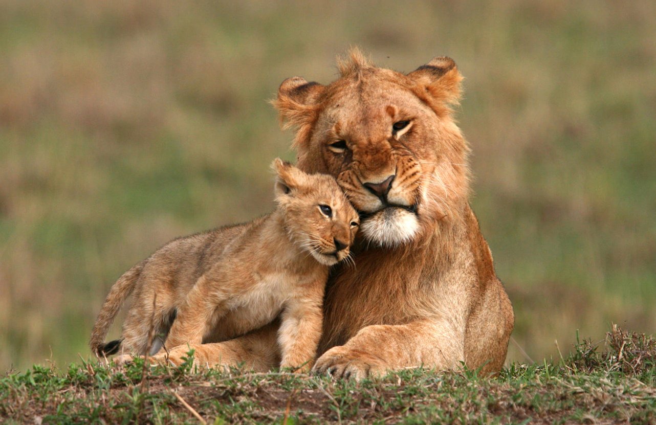 Beautiful pictures of  Masai Mara