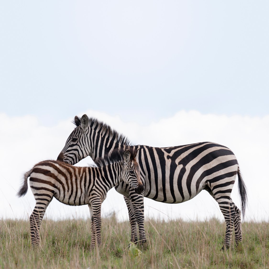 Wild African Zebras